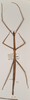 CollectionObject 1558233; 0da81b12-9eb5-4f69-8251-ec82cbdd6264: copyright UMO. female of synonym Bacillus scytale (holotype). (CollectionObject).
