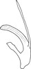 Aedeagus, lateral view on Drabescus formosanus Matsumura, 1912: Aedeagus, lateral view. (Observation).