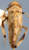 Habitus, dorsal view on Acacimenus Dlabola, 1979: Acacimenus makranis, dorsally (NHMB). (Observation).