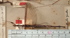 CollectionObject 1562072; be09fa15-a805-4268-b712-a70eec27d341: copyright NZSI, Calcutta. female (holotype). (CollectionObject).