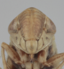 Head on Athysanella (Gladionura) sobrina Blocker, 1985: Head. (Observation).