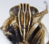 Head on Dicranotropis (Dicranotropis) hamata (Boheman, 1847): (Observation).
