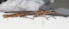 CollectionObject 1558659; NMW 147, 535edfe2-1d98-4047-a27d-4804d7e91d0c: copyright NMW. female, lateral view (holotype). (CollectionObject).