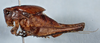 CollectionObject 2602128; CAS Entomology type 20374, 488c5340-4e66-46b9-a2d4-a32da56f209a: male, lateral view (holotype). (CollectionObject).