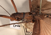 CollectionObject 1558327; 45bf53db-00d5-45bb-a9c7-959fe31a0a00: copyright OUM. female: head & thorax, lateral view (holotype). (CollectionObject).