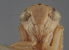 Head on Athysanella (Gladionura) truncata Ball & Beamer, 1940: Head. (Observation).