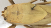 CollectionObject 1539574; 5b5217e5-88dd-4d19-905c-23190f59f00b: female pronotum, dorsal view (holotype). (CollectionObject).