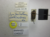 CollectionObject 1593650; a205f88e-8638-4e16-938f-e807b3486612: Spilostethus altivolans. Paratype. (BMNH) - (CC BY-NC 4.0) Photo by Stuart Cole, reproduced with permission from the Natural History Museum, London, UK. (CollectionObject).
