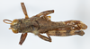 CollectionObject 1543724; 7db60091-d03d-4f7f-ba16-e5e370c48726: male, dorsal view (holotype). (CollectionObject).