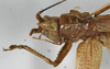 CollectionObject 1539573; 78cd6824-733c-471b-8df1-749e77b3179e: femae pronotum, dorsal view (holotype). (CollectionObject).