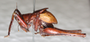 CollectionObject 1544574; d20a6d13-c570-4125-aab0-44e012614389: specimen of G.K. Morris. male, lateral view. (CollectionObject).