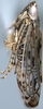 Habitus, lateral view on Discolopeus triacaenus Stiller, 2019: Habitus, female, lateral view. (Observation).