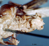 CollectionObject 1566136; 3f24be63-800e-444b-af14-9035251fcd0e: male subgenital plate (syntype). (CollectionObject).