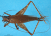 CollectionObject 1567482; 599b3b6a-4c62-4ac0-b758-bb388dbf912b: female, dorsal view (paratype). (CollectionObject).