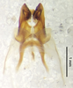 CollectionObject 1523746; 7b3cdb95-23d3-442c-af9d-6fe7c04ba3c7: male genitalia, dorsal view (holotype). (CollectionObject).