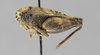 CollectionObject 1523018; 22dea4c9-1308-4f33-a689-c30926d2b058, ANSPtype no. 5217: female, lateral view (holotype). (CollectionObject).