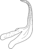 Aedeagus, lateral view on Edwardsiana stehliki Lauterer, 1958: Aedeagus, lateral view. (Observation).