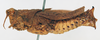 CollectionObject 1540639; 187a327a-60c2-4256-b060-c66c90d37161: female, lateral view (holotype). (CollectionObject).