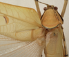 CollectionObject 1534522; d07314cf-cf4a-41f0-85b3-fbdc7e764b3a: male, dorsal view (syntype). (CollectionObject).