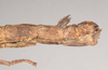 Hermagoras hosei Kirby, 1896: copyright Natural History Museum, London. female: end of abdomen, lateral view of synonym Hermagoras cristatus (holotype). (Otu).