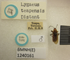 CollectionObject 1596613; 4ac9eea9-1d25-4db4-9c5c-12f16beab3d3: Lygaeus teapensis. Syntype. (BMNH) - (CC BY-NC 4.0) Photo by Stuart Cole, reproduced with permission from the Natural History Museum, London, UK. (CollectionObject).