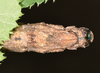 Neooxyartes zomproi Ho, 2018: copyright Paul D. Brock. female: end of abdomen, ventral view; culture stock ex. Vietnam: Phong Dien NP. (Otu).