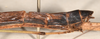 CollectionObject 1560386; 0fb9efea-4152-4ded-892d-cd193e548787: copyright OUMNH. female: end of abdomen, lateral view (lectotype). (CollectionObject).