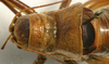 CollectionObject 1520806; 7d75b36a-7497-422a-95cd-14a5ff2f7771: male pronotum, dorsal view (paratype). (CollectionObject).