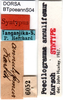CollectionObject 1501735; dc22537b-cbb1-4ef2-9dd4-3aed2380ae8f, DORSA BTpoeannS04: labels (syntype). (CollectionObject).
