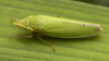 Live specimen on Draeculacephala californica Davidson & Frazier, 1949: (Observation).