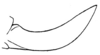 Camposgryllacris australis (Rehn, 1907): Fig. 22. ovipositor (length 7 mm). (Otu).