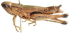 female, lateral view. Depicts Coryphosima vumbaensis Miller, 1949, an Otu.