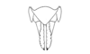 Aspidophyma americana Bolívar, 1884: Fig. 18. female abdomen tip, dorsal view. (Otu).