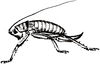 Disceratus karschi Brunner von Wattenwyl, 1895: female (from 1895 Brunner von Wattenwyl, Monogr. Pseudophyll., pl. 8, fig. 92). (Otu).