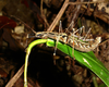 Atlantopteryx Conle, Hennemann, Valero, Schwarz, Engelking, Neves, Chiquetto-Machado & Ghirotto, 2025: copyright Frederico Pereira. Atlantopteryx scotina mating pair in nature, Santa Teresa, 8 August 2025. (Otu).