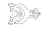 Zygoclistron trachystictum Rehn, 1905: Fig. 58. cingulum and endophallus, dorsal view. (Otu).