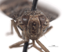 Head on Docalidia danieli Nielson, 1996: (Observation).
