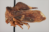 Habitus, lateral view: !! display not done !! on Centronodus denticulus Funkhouser, 1930: (Observation).