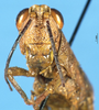 CollectionObject 1577149; 325315c0-9c72-43a8-891a-5481981af905: female, frontal view (paratype). (CollectionObject).