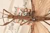 CollectionObject 1560107; 7d1b080d-7a82-463c-9605-b374e86a40cf: copyright OUMNH. male: head & thorax, dorsal view (syntype). (CollectionObject).