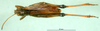 CollectionObject 1501486; 42e15704-7b4a-4a97-bbce-1416c7d8d662, DORSA BA000620S01: male, dorsal view (holotype). (CollectionObject).