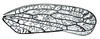Forewing: !! display not done !! on Pendarus Ball, 1927: Pendarus stipatus, forewing. (Observation).