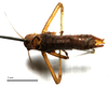 male, dorsal view (syntype). Depicts CollectionObject 1532356; d3d2481f-acbd-4cb1-a44f-08adeb080d3c, a CollectionObject.