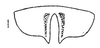 Ovipositor: !! display not done !! on Chlorotettix (Chlorotettix) minimus Baker, 1898: Sternite VII. (Observation).