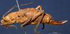CollectionObject 1520527; 853580c5-9bac-43d1-9806-a026069a60e3: female, lateral view. (CollectionObject).