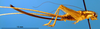 CollectionObject 1565730; 1ed0854e-1f82-41a3-bb9f-3c9c7b3e1942: female, lateral view (paratype). (CollectionObject).