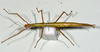 CollectionObject 1556962; b6f35397-2fbd-4c31-a0c5-5a97a243dd53: copyright MONZ, Wellington. female of synonym Acanthoxyla intermedia, dorsal view (holotype). (CollectionObject).