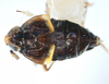 Habitus, dorsal view: !! display not done !! on Pissonotus melanurus Van Duzee, 1917: (Observation).
