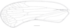 Forewing: !! display not done !! on Cixidia (Epiptera) lapponica (Zetterstedt, 1837): (Observation).