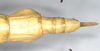 CollectionObject 1558955; NHMUK(SF IMPORT DUPLICATE) 845032-845033, 4e8d0c27-a64b-4074-a309-7ee10b0cb76a: copyright Natural History Museum, London. female: end of abdomen, dorsal view (syntype). (CollectionObject).